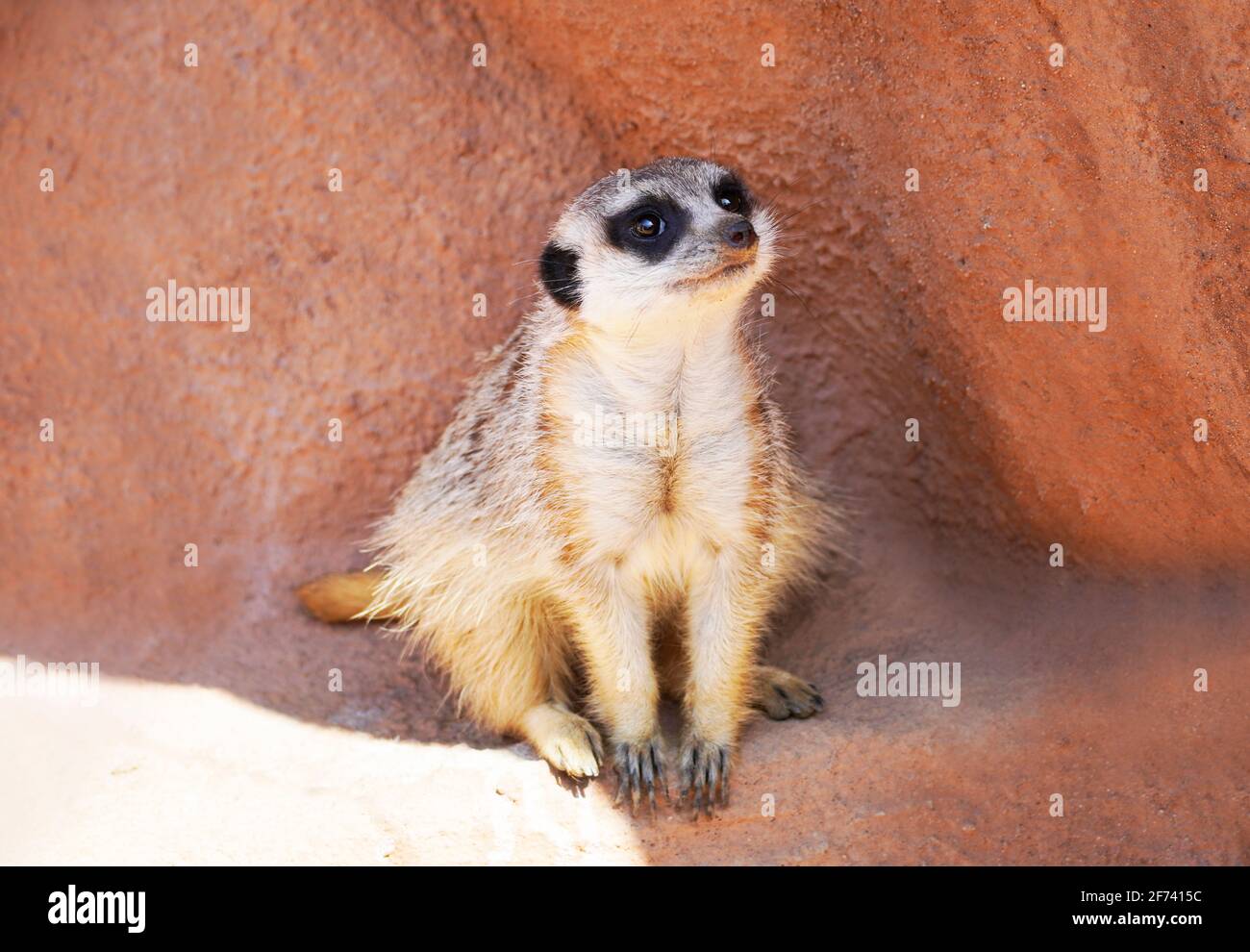 Portrait of a meerkat. Suricata suricatta. Animal looks around vigilantly and keeps watch. Mammal with brown fur. Mongoose family. Stock Photo