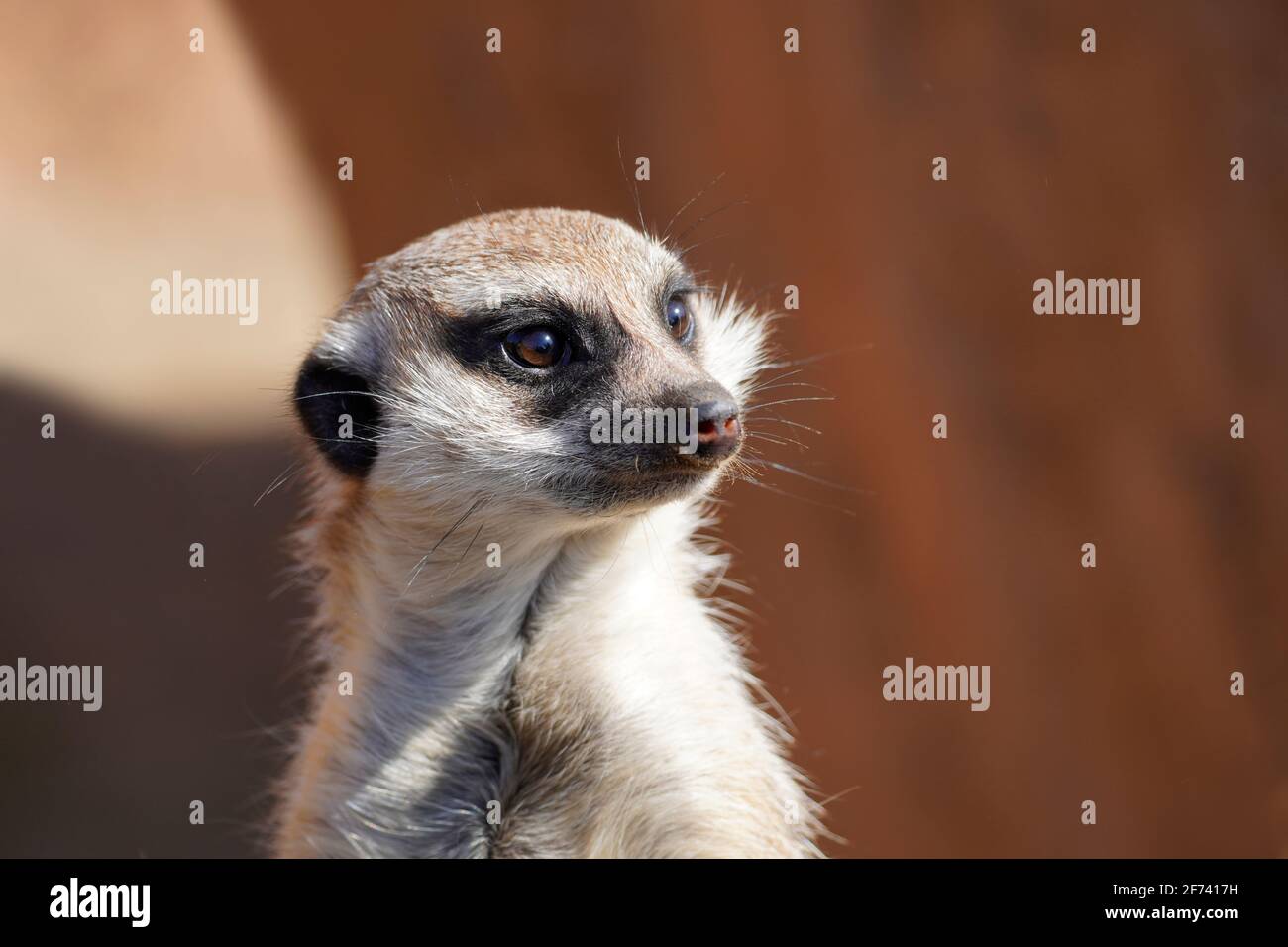 Portrait of a meerkat. Suricata suricatta. Animal looks around vigilantly and keeps watch. Mammal with brown fur. Mongoose family. Stock Photo