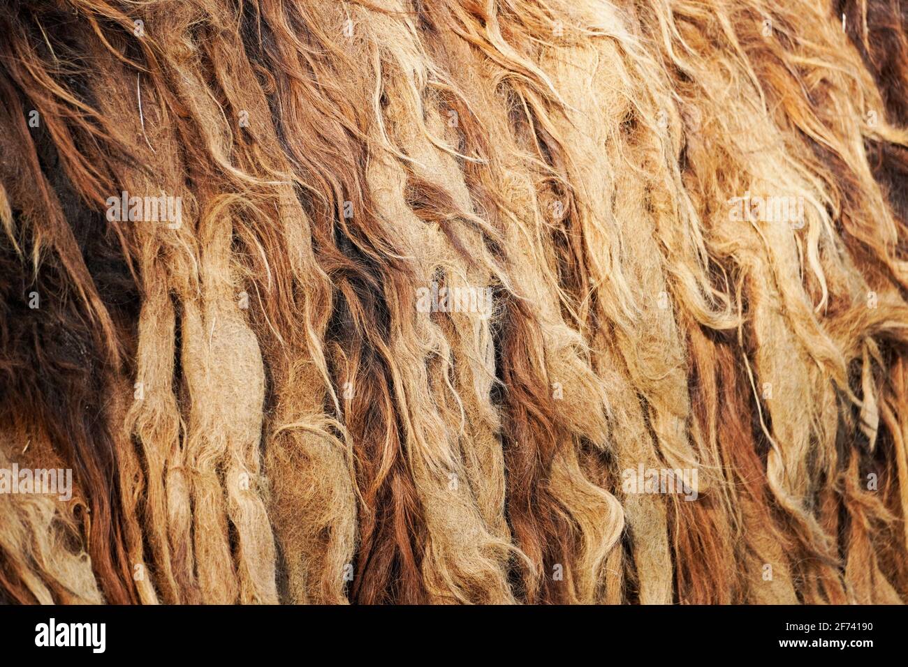 Shaggy matted fur of a donkey. Brown animal fur as a close up as a background. Donkey dreadlocks. Stock Photo