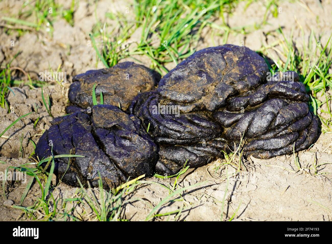 Animal droppings hi-res stock photography and images - Alamy
