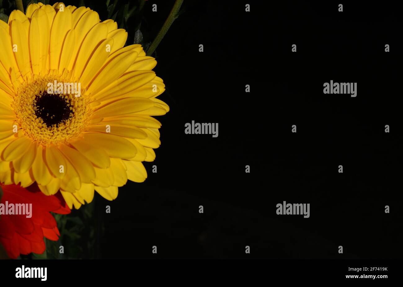 Orange and yellow gerbera flowers against black background with copy space Stock Photo