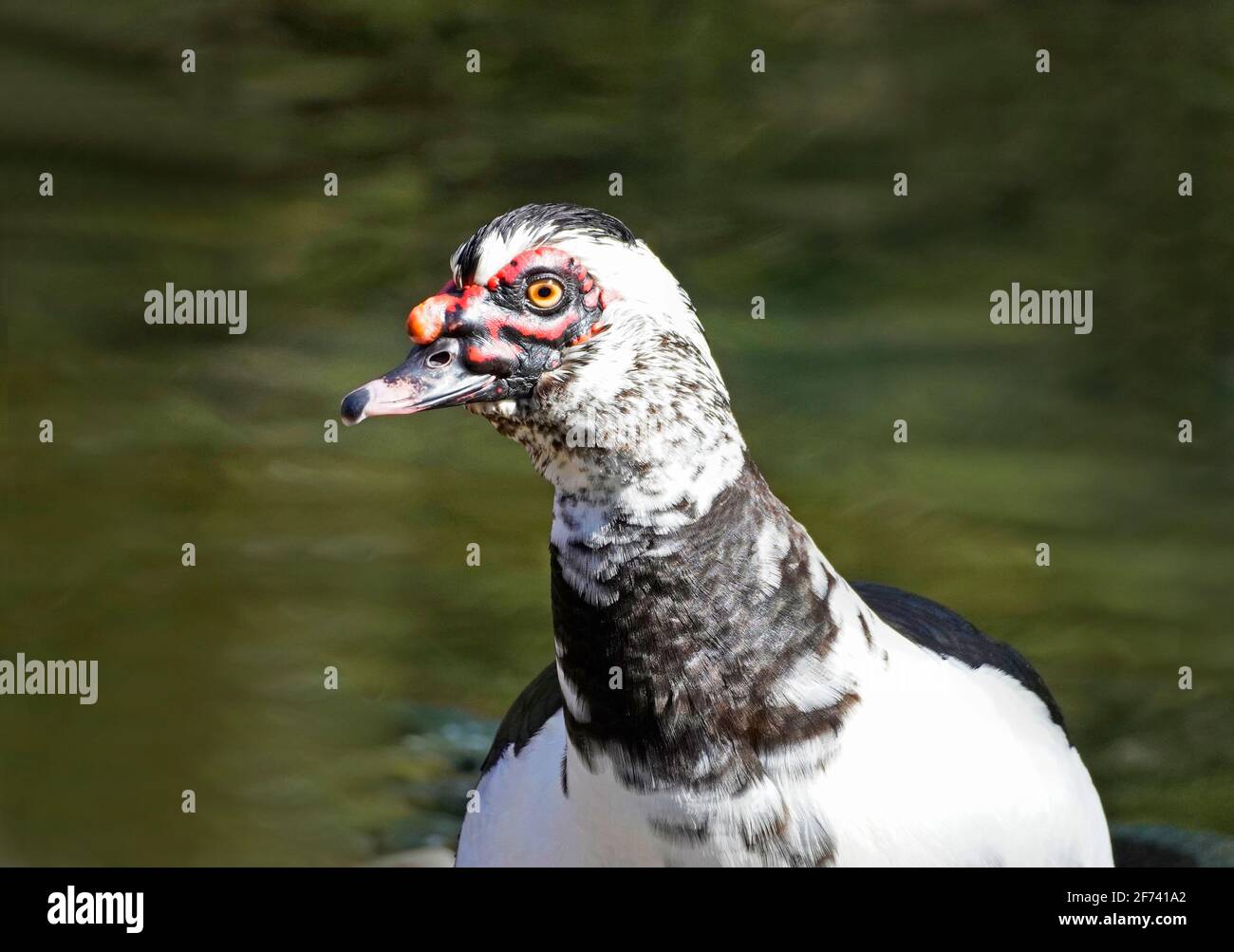 Close up of a goose with a hump and black and white plumage. Waterfowl. Stock Photo
