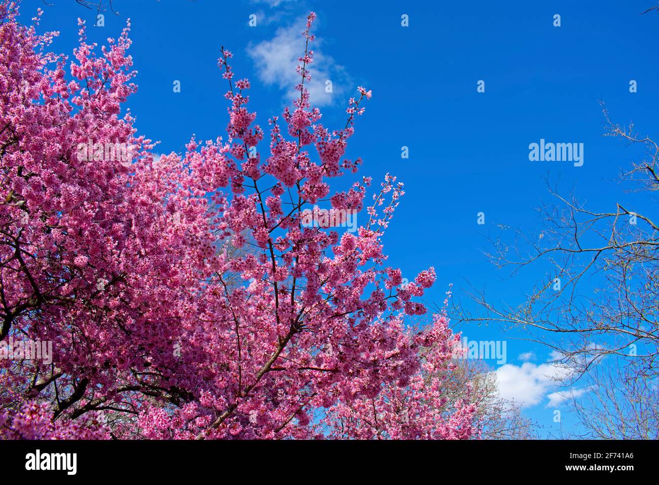 Cherry blossom trees in full bloom at Rutgers Gardens on a sunny spring