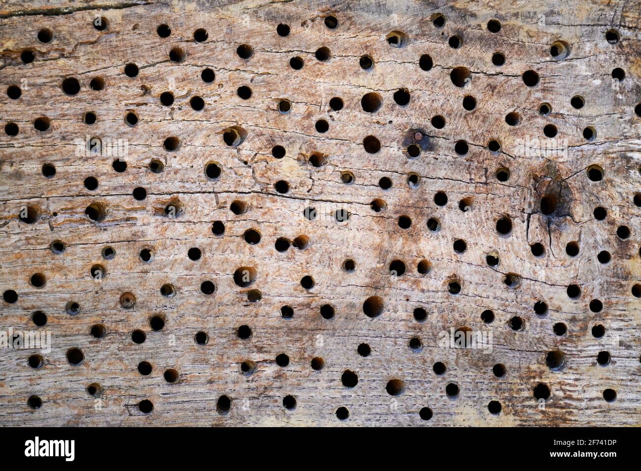 Close-up of insect hotel. Create living space for insects to preserve species. Stock Photo