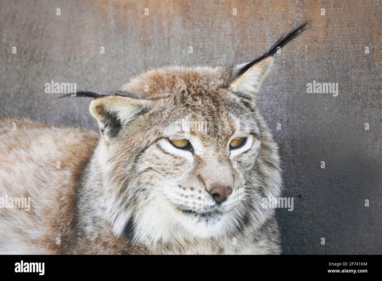 Tired lying lynx looks around, bored. Wild cat is resting. Stock Photo