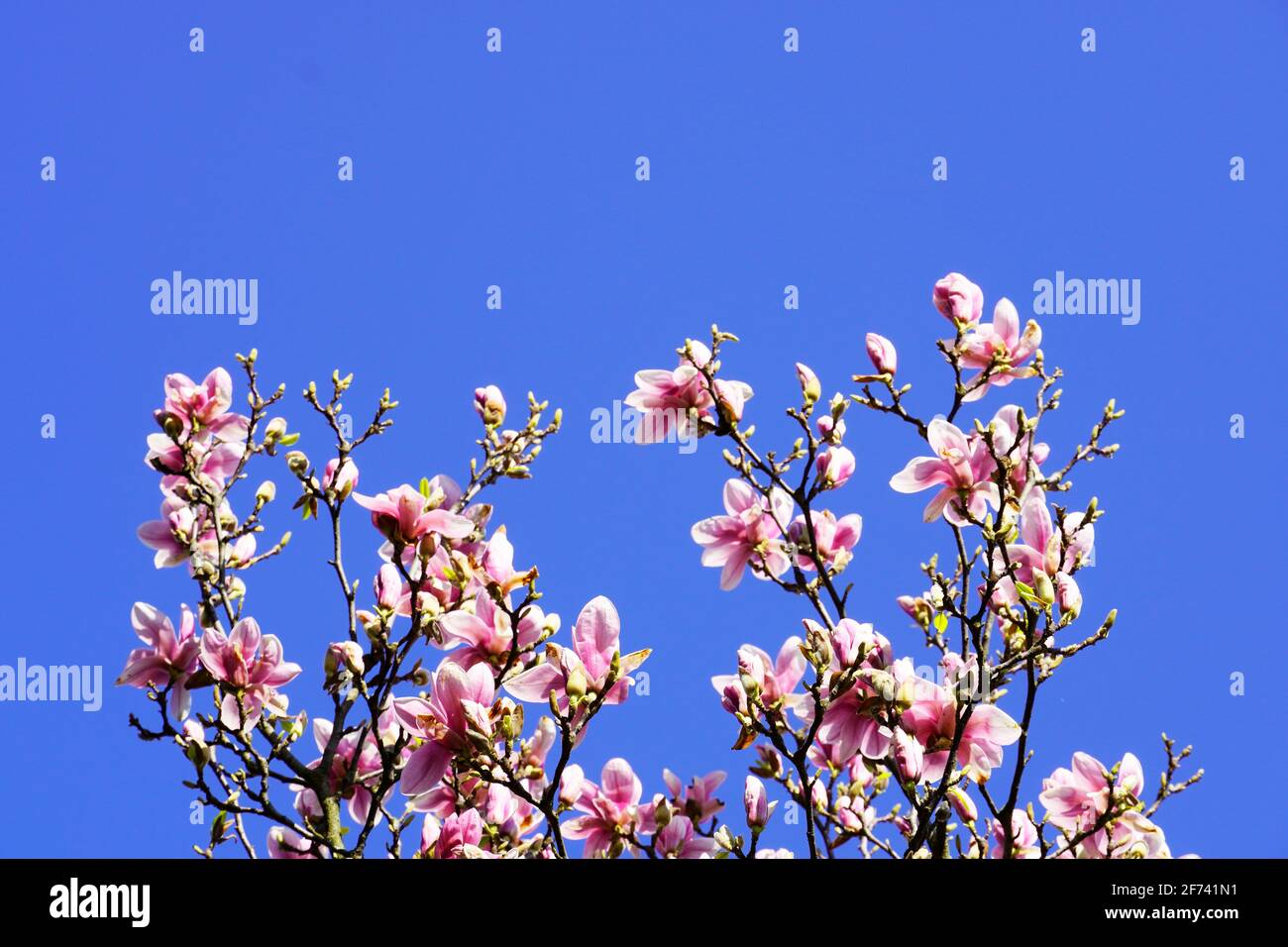 Blooming branch of a magnolia tree. Pink flowers with blue sky in the ...