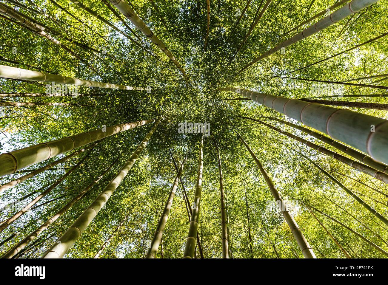 A natural green roof. Bottom up view of a Giant Bamboo garden in Rome during Springtime. Stock Photo