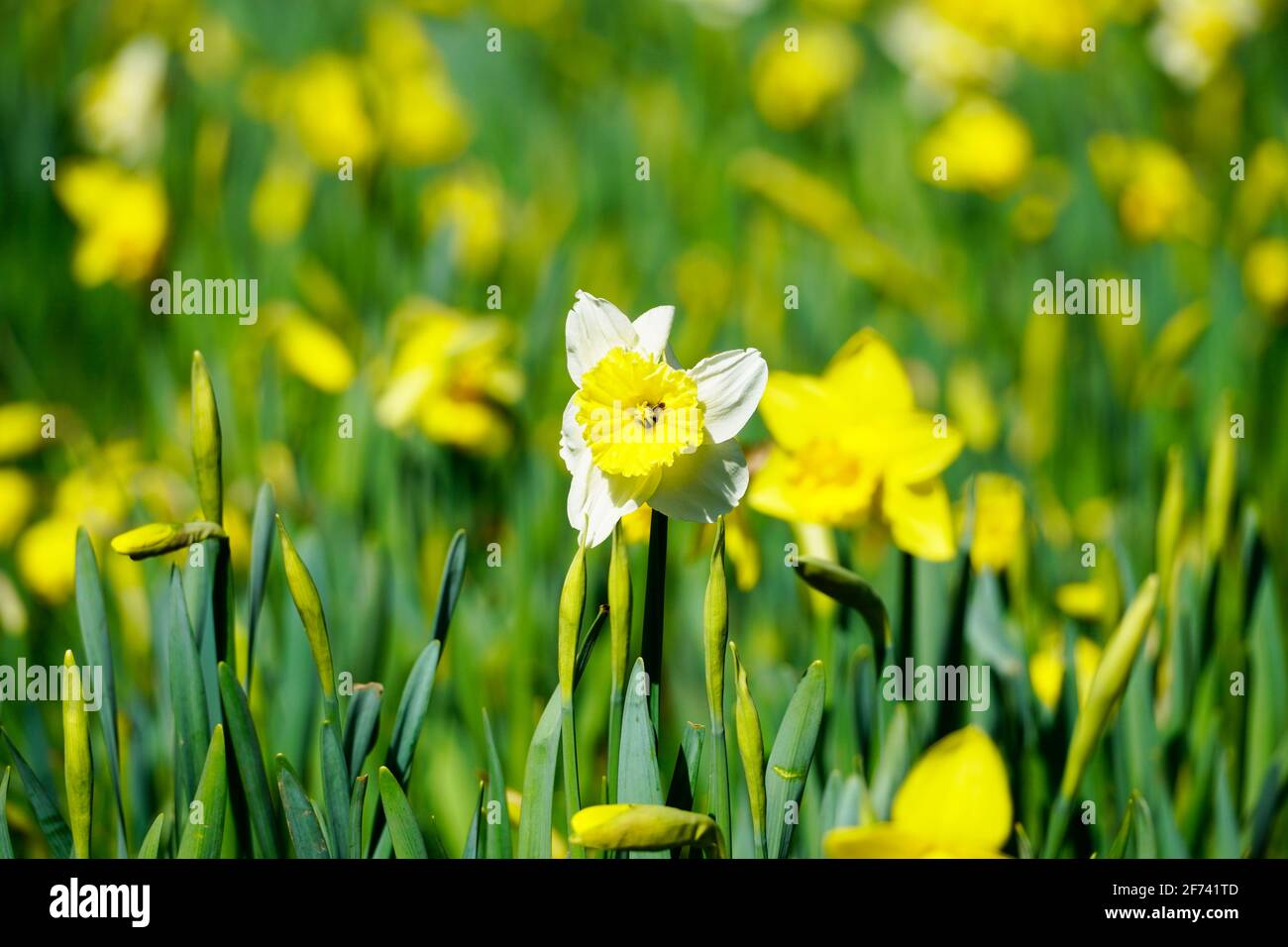 A field of yellow daffodils. Blooming spring flowers in the garden. Stock Photo