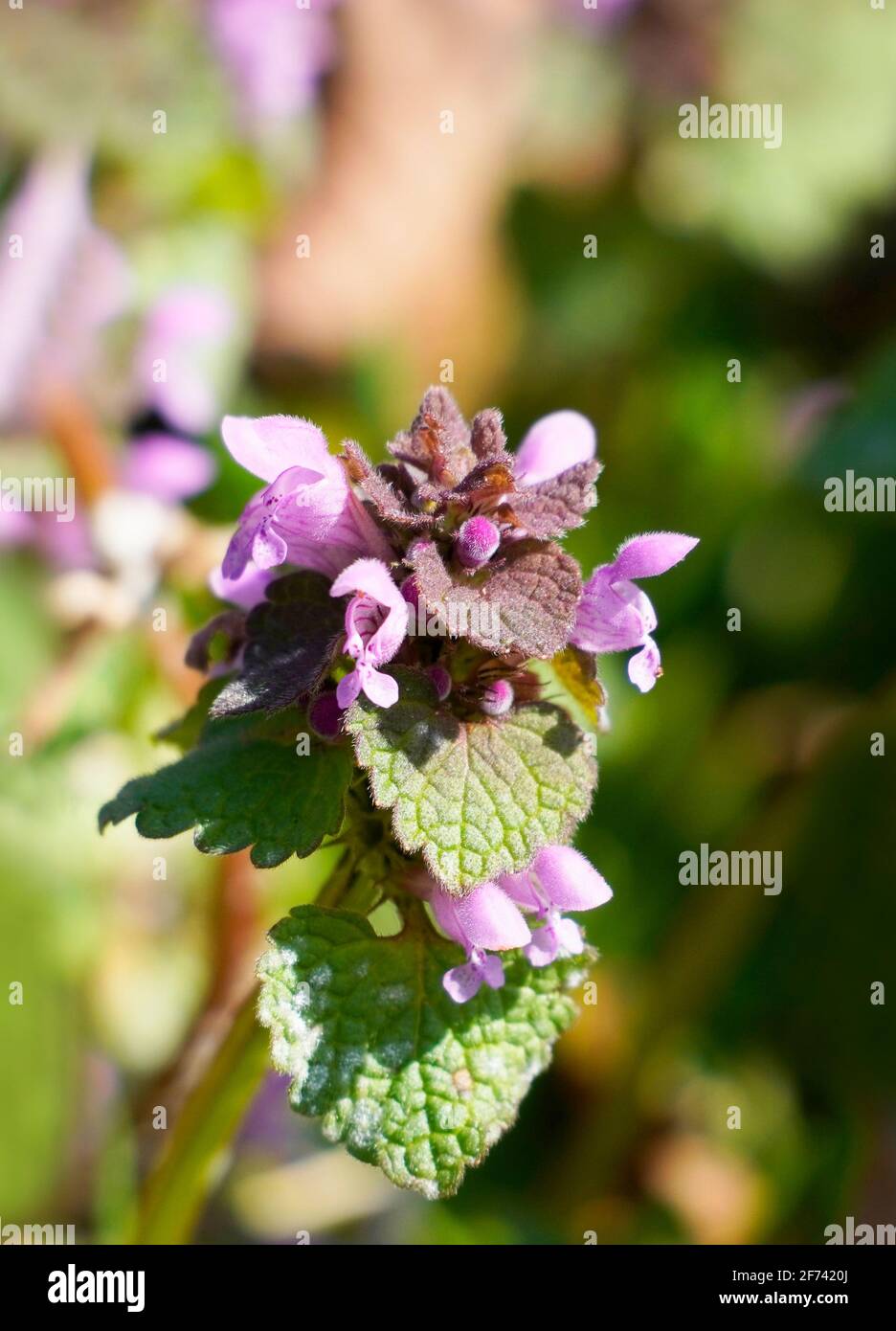 Purple dead nettle in spring with pink flowers. Wild spring flowers. Close up. Stock Photo
