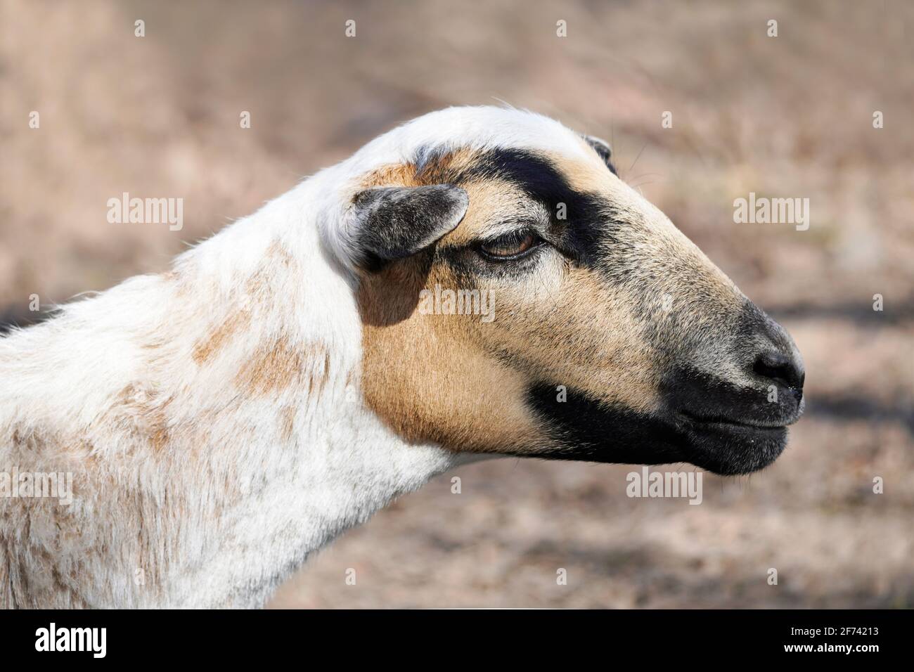 Side close-up of a sheep with brown and white fur. Mammal. Stock Photo