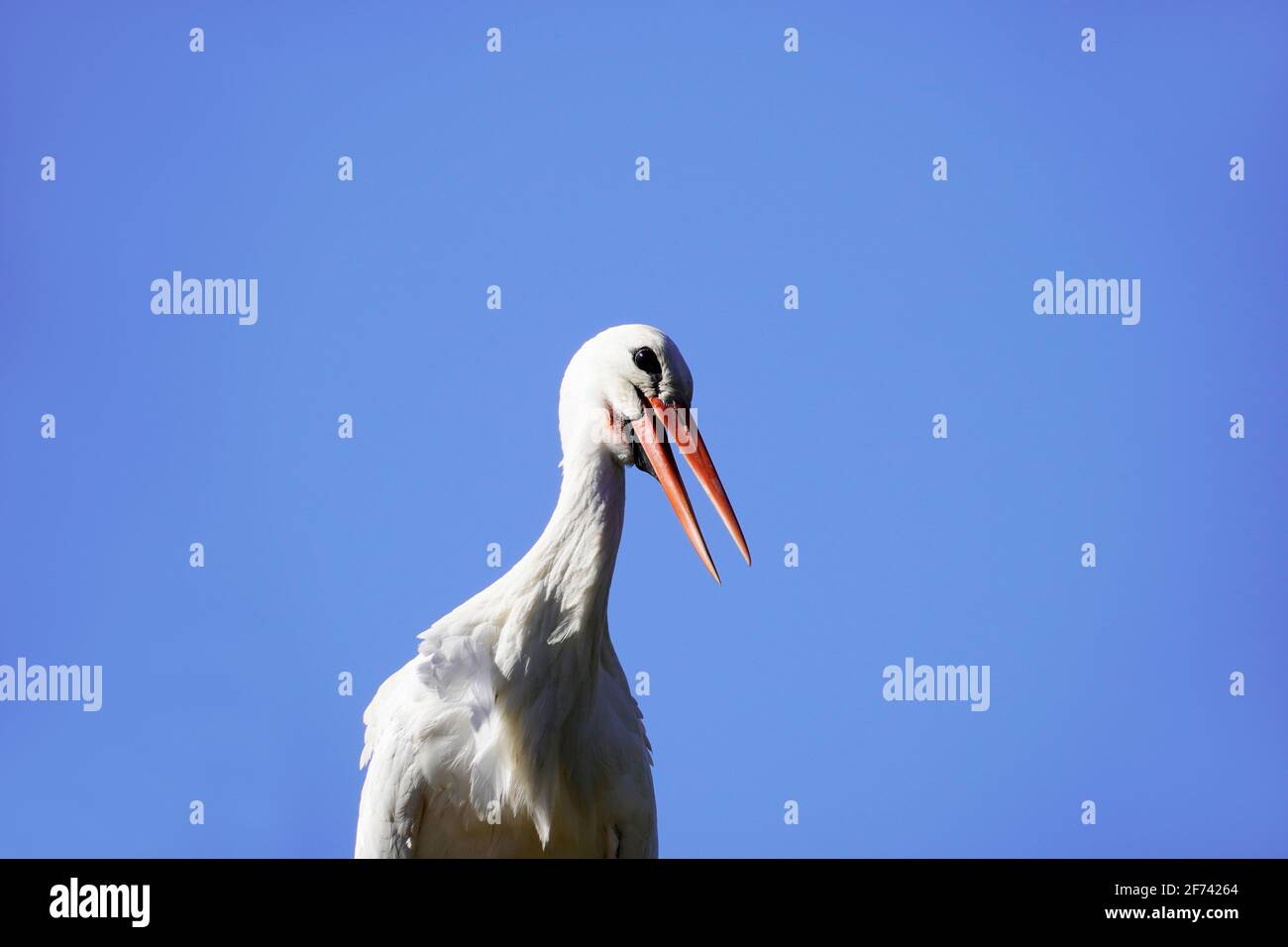 White stork with cloudless blue sky in the background. Ciconiidae Stock Photo