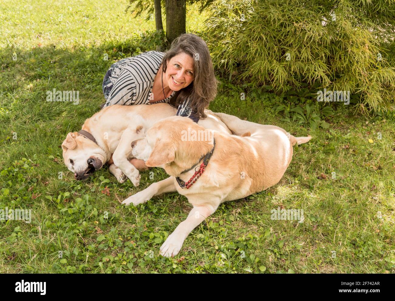 Happy mature woman with elderly Labrador retriever dogs in the garden. Stock Photo