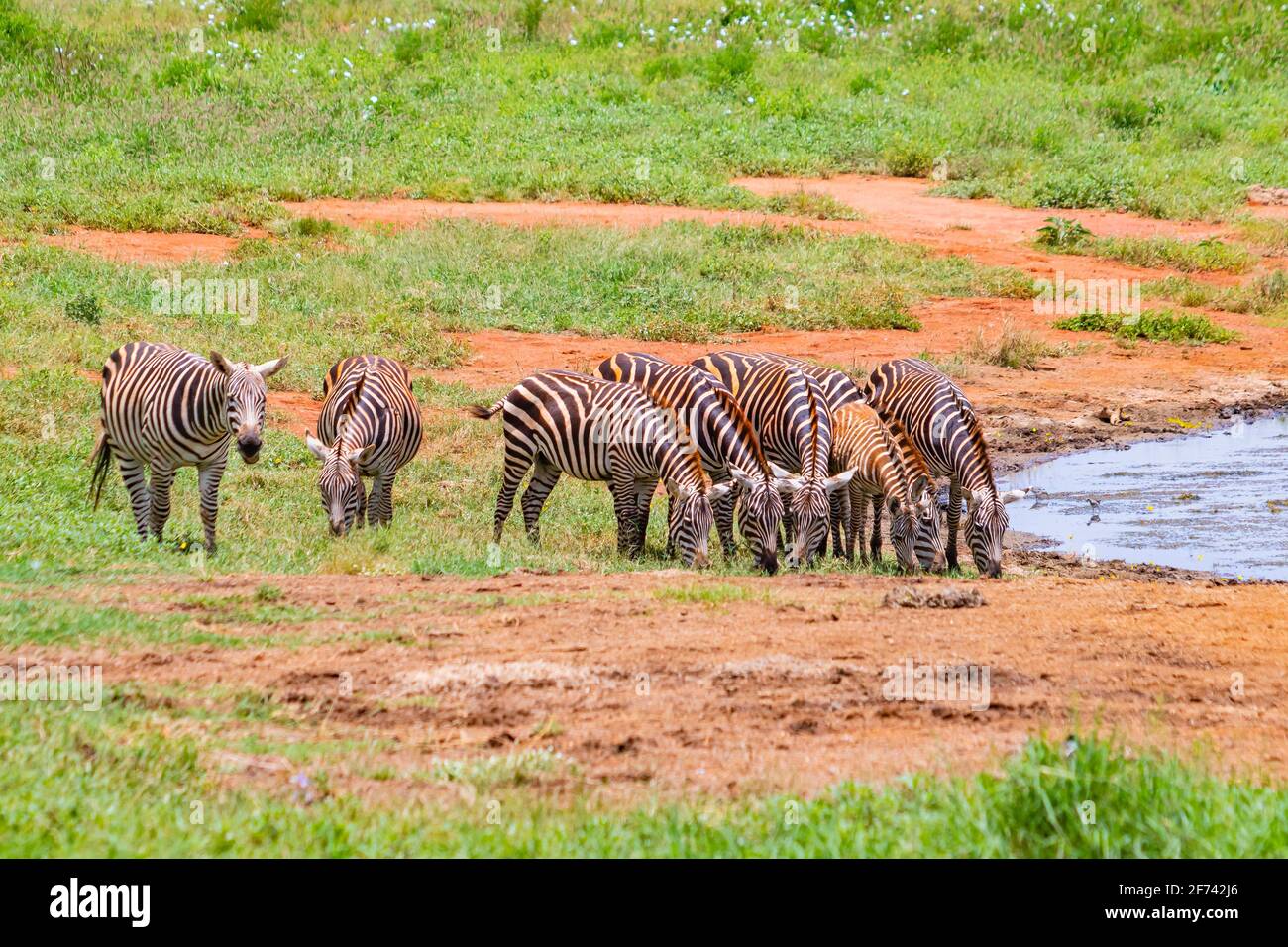 Group of Grevy's zebras stands by the pond. It is a wildlife photo in Africa, Kenya, Tsavo East National park. It is a beautiful day. Stock Photo
