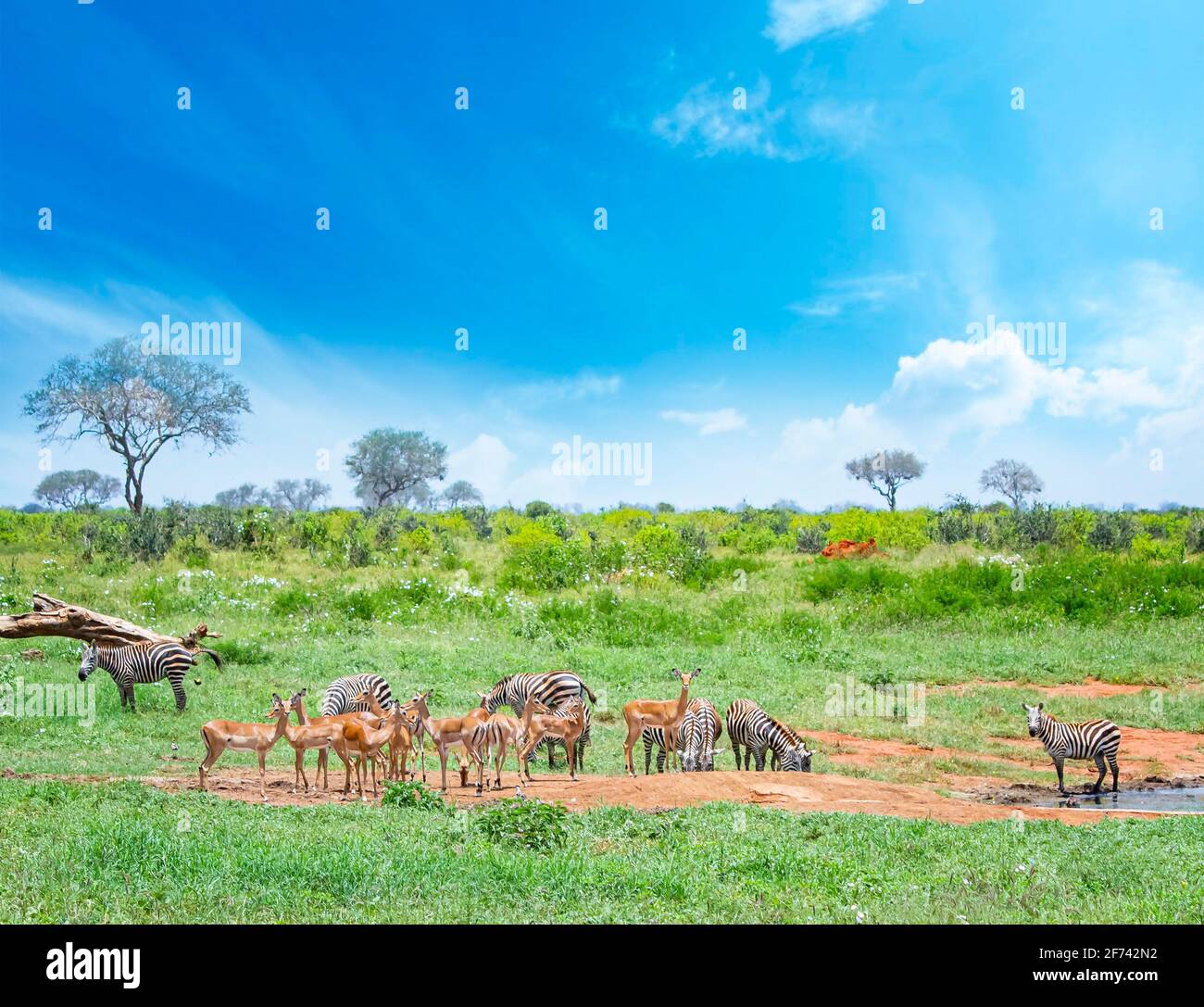 Zebras and antelopes near a watering hole on a safari in Africa. It's in Tsavo East, Kenya. The sky is beautiful blue. Stock Photo