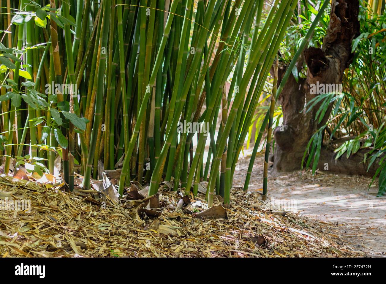 Bamboo shoot garden hires stock photography and images Alamy
