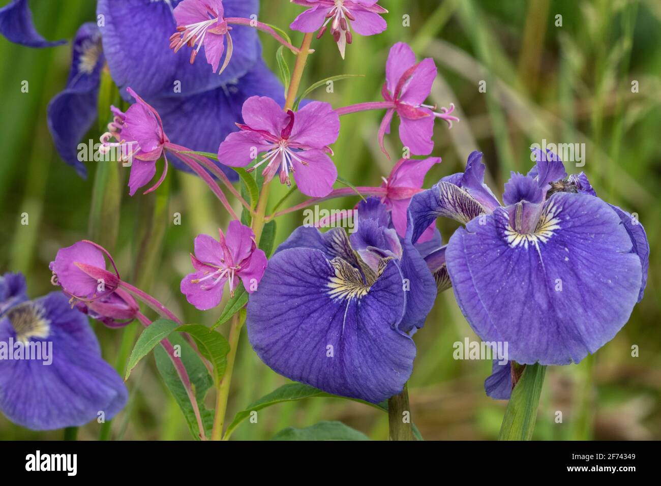 North America; United States; Alaska; Alaska Range Mountains; Denali National Park; Wildlfowers; Wild Iris and Fireweed; Iris setosa (Iris) and Epilob Stock Photo