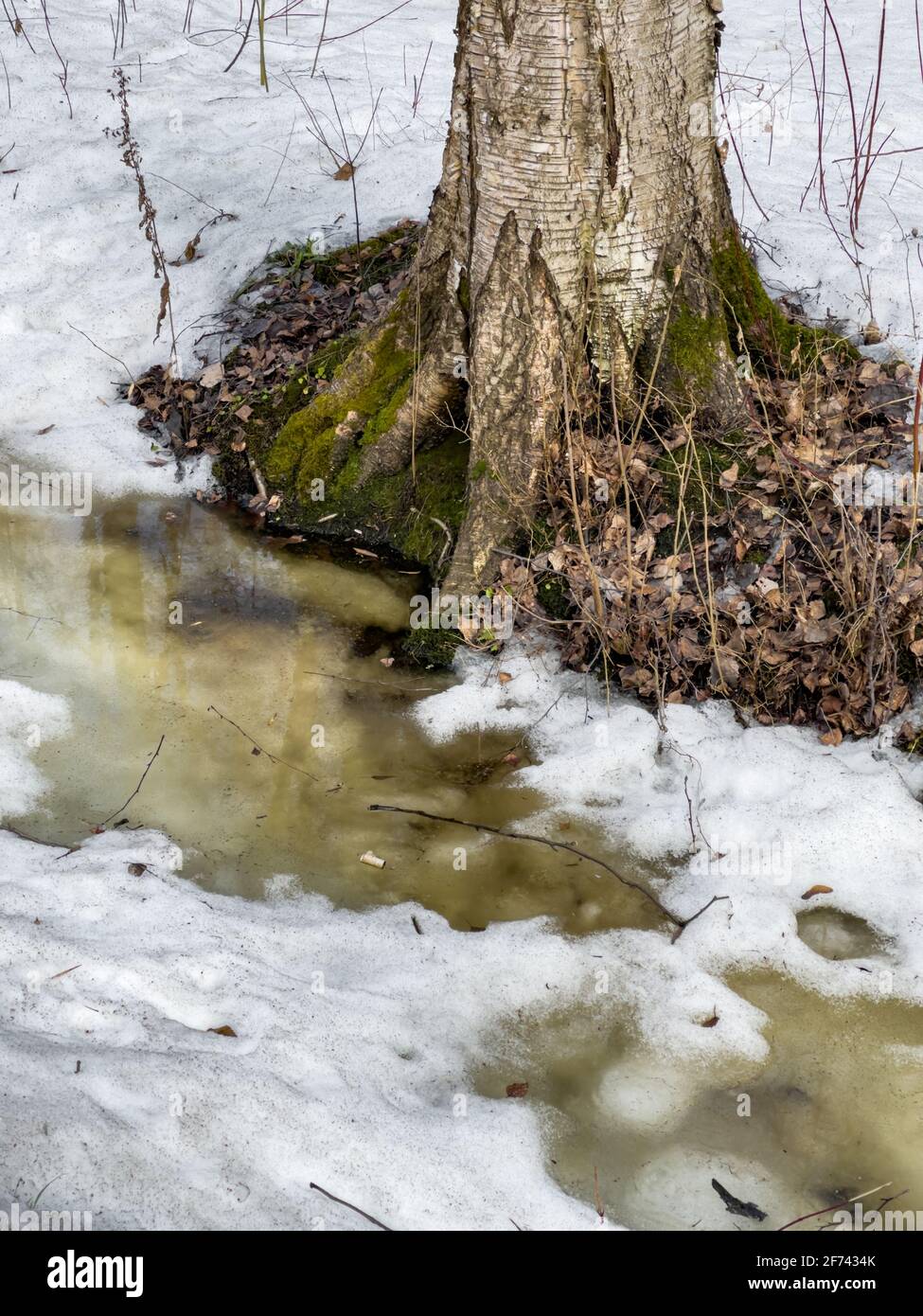 Tree Spring In Water In the wood the spring begins, trees and bushes stand in water, a sunny ...