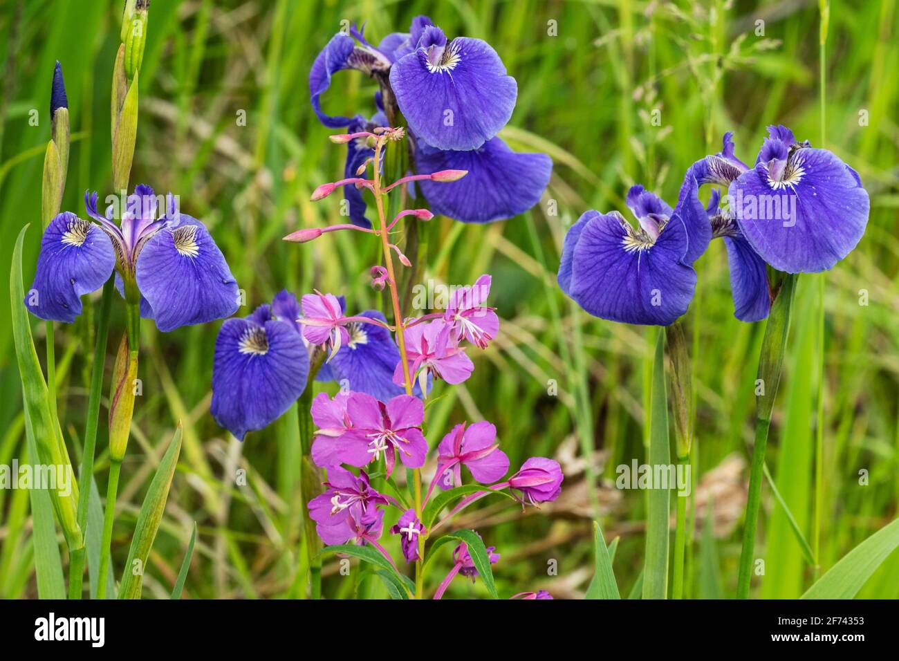 North America; United States; Alaska; Alaska Range Mountains; Denali National Park; Wildlfowers; Wild Iris and Fireweed; Iris setosa (Iris) and Epilob Stock Photo
