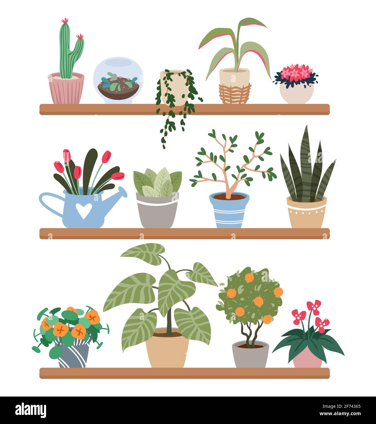 Home plants in pots on shelves, houseplants vector illustration set. Cartoon indoor green botanical house decor collection with flowers growing in pot Stock Vector