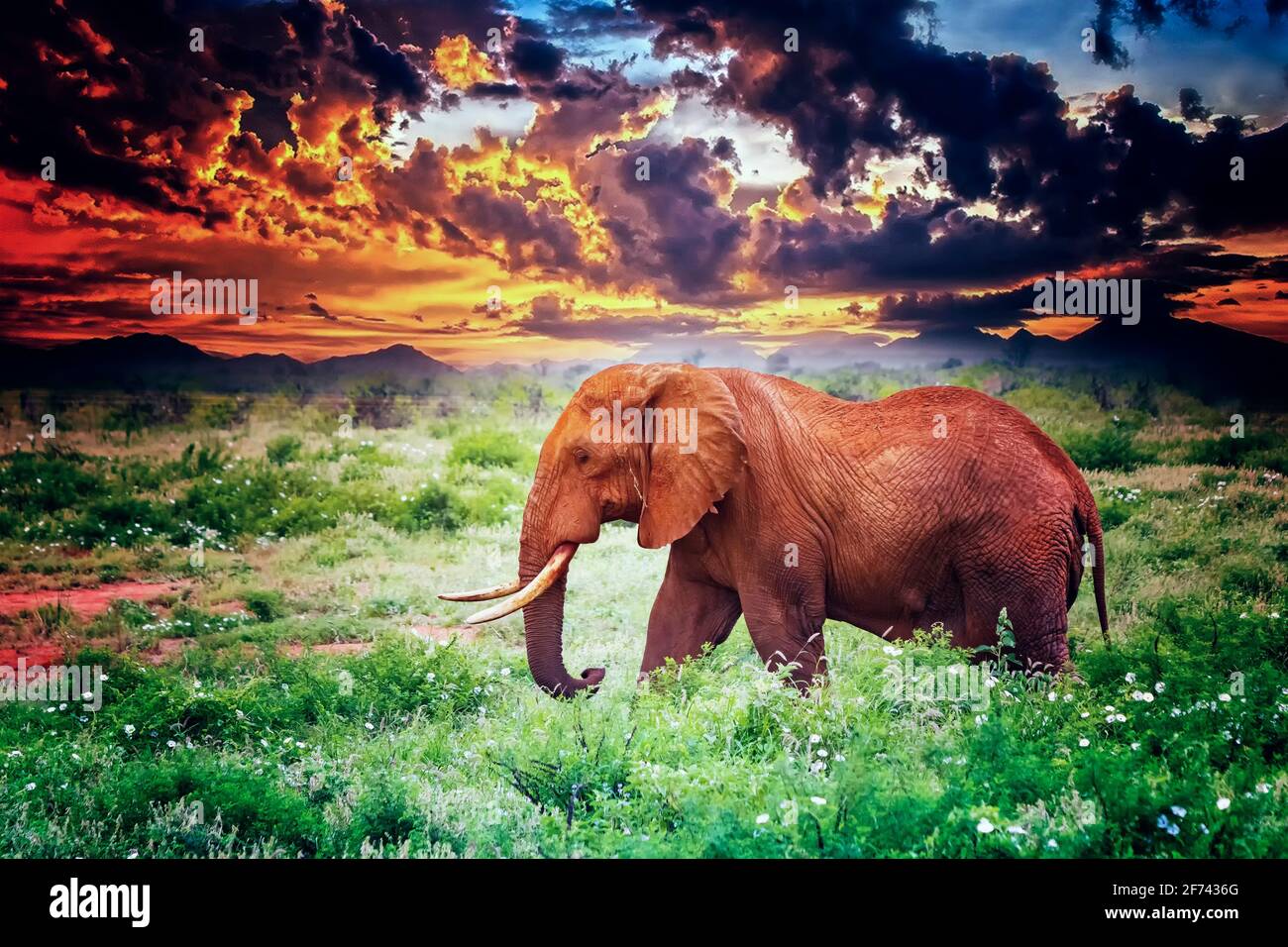 Close up photo of red African elephant in Africa. It is a wildlife photo of Tsavo East National park, Kenya. In the background are the mountains and M Stock Photo