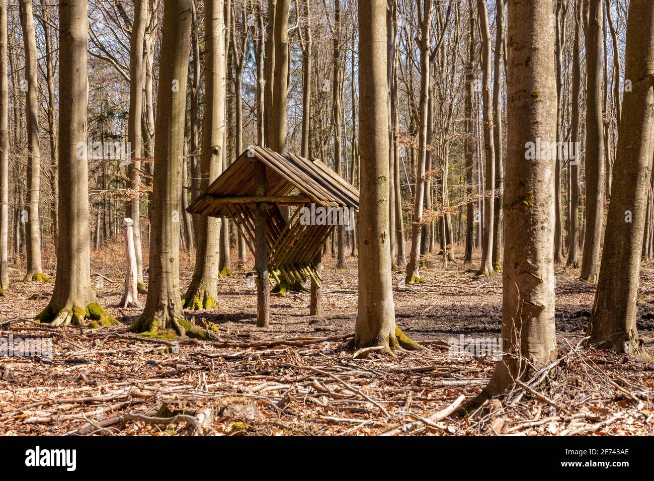 Wooden empty feeding rack standing in the forest. Feeding place for wild game. Spring season. Stock Photo