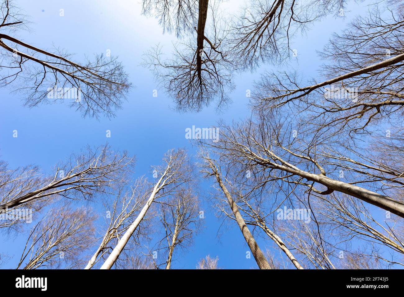 Branches of trees without leaves. Canopy of deciduous and coniferous trees in Central Europe. Spring season. Stock Photo