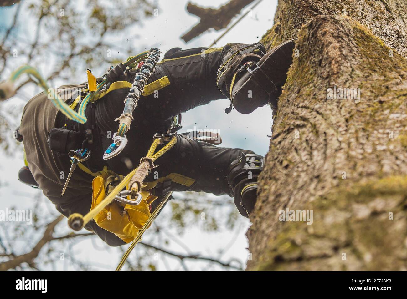 Arborist or lumberjack climbing up on a large tree using different safety and climbing tools. Arborist preparing to cut a tree, view from below. Stock Photo