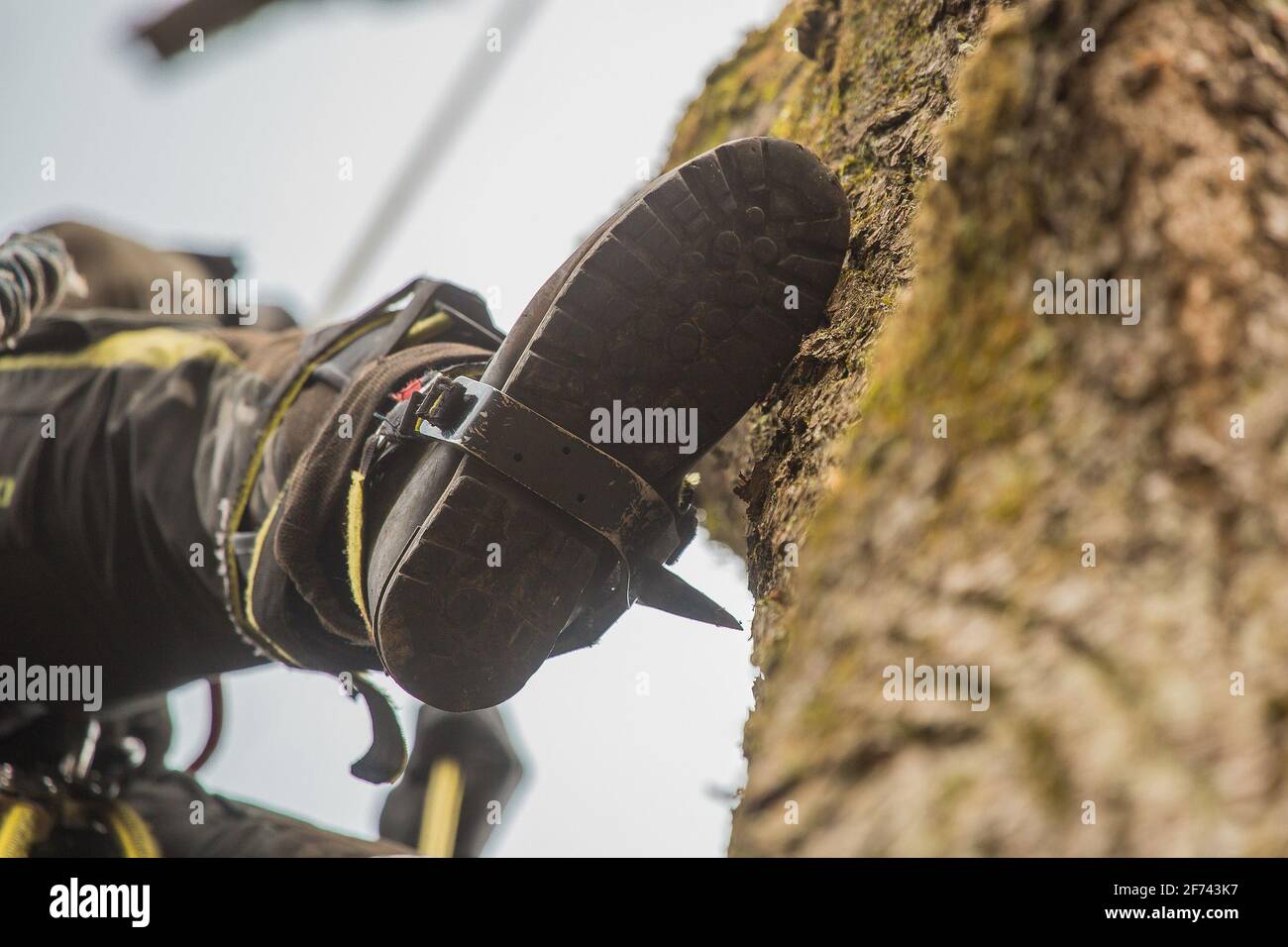 Arborist or lumberjack climbing up on a large tree using different safety and climbing tools. Arborist preparing to cut a tree, detail of a shoe Stock Photo