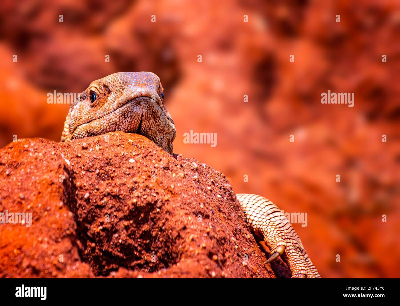 Close up photo of big colored lizard, rock agama. It is wildlife photo