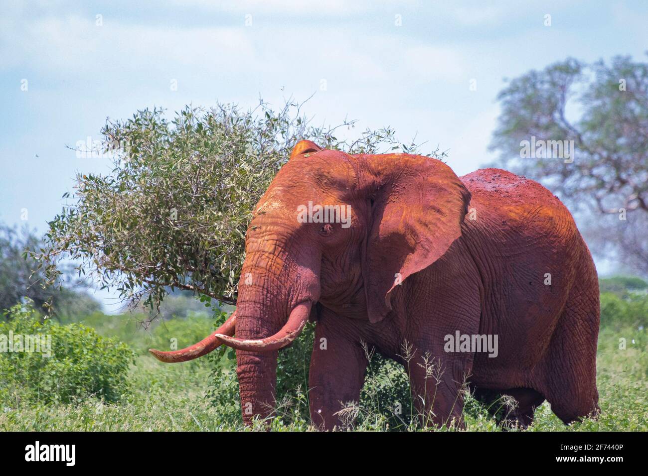 Close up photo of red African elephant in Africa. It is a wildlife photo of Tsavo East National park, Kenya. There is beautiful day. Stock Photo