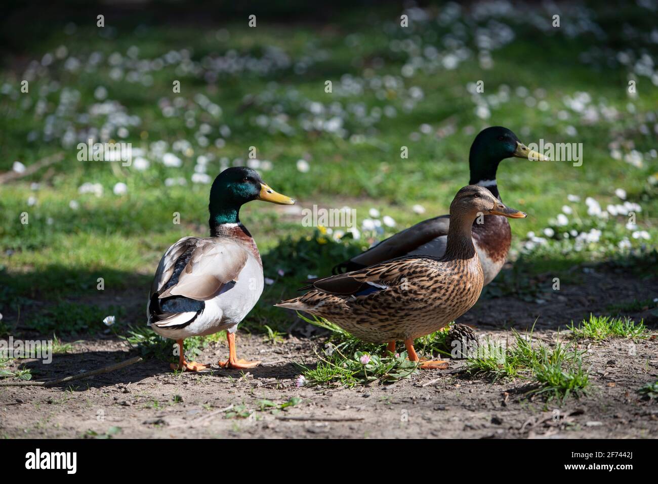 group of mallards in the park Stock Photo Alamy