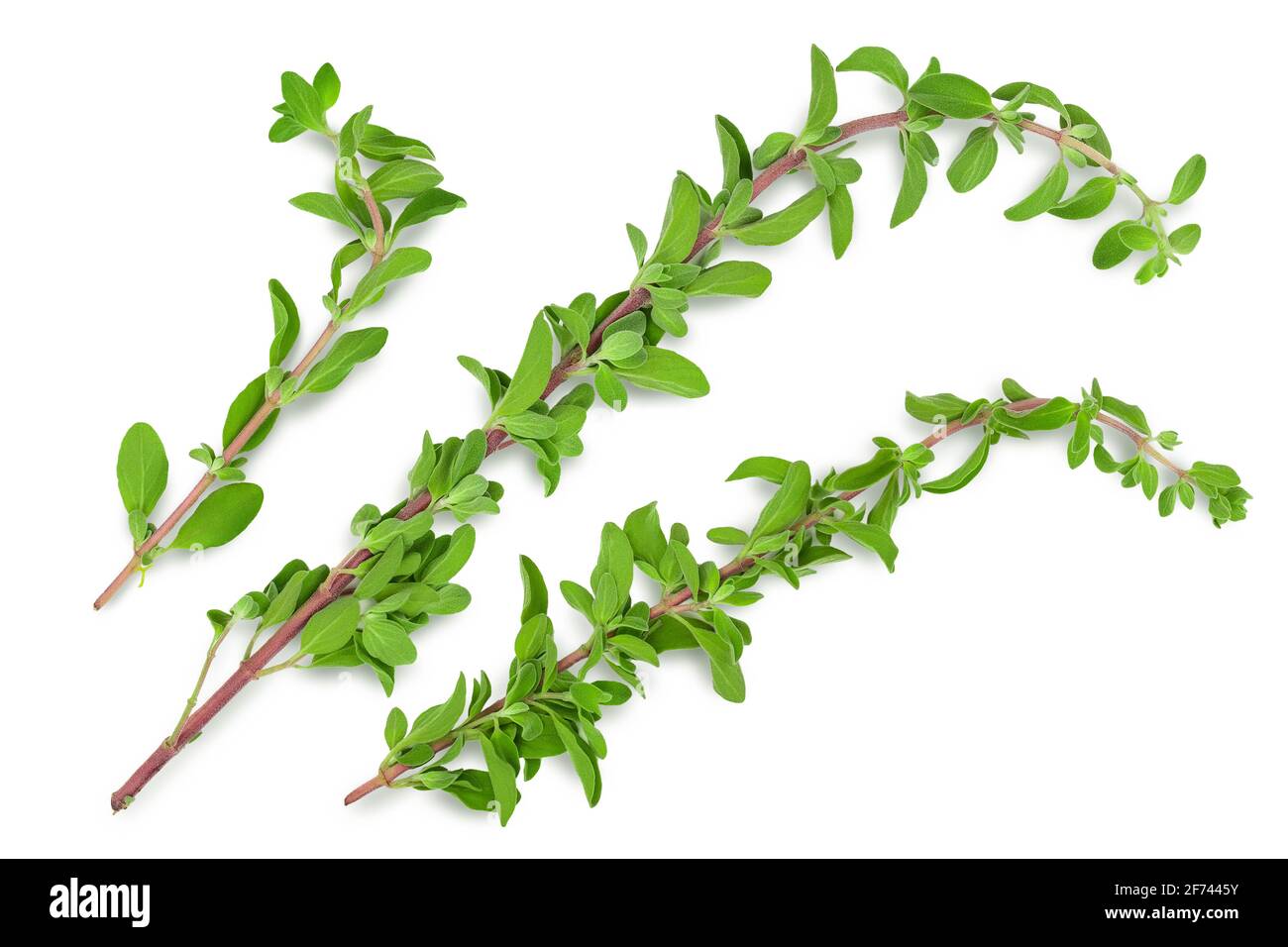 Oregano or marjoram leaves isolated on white background with clipping path and full depth of