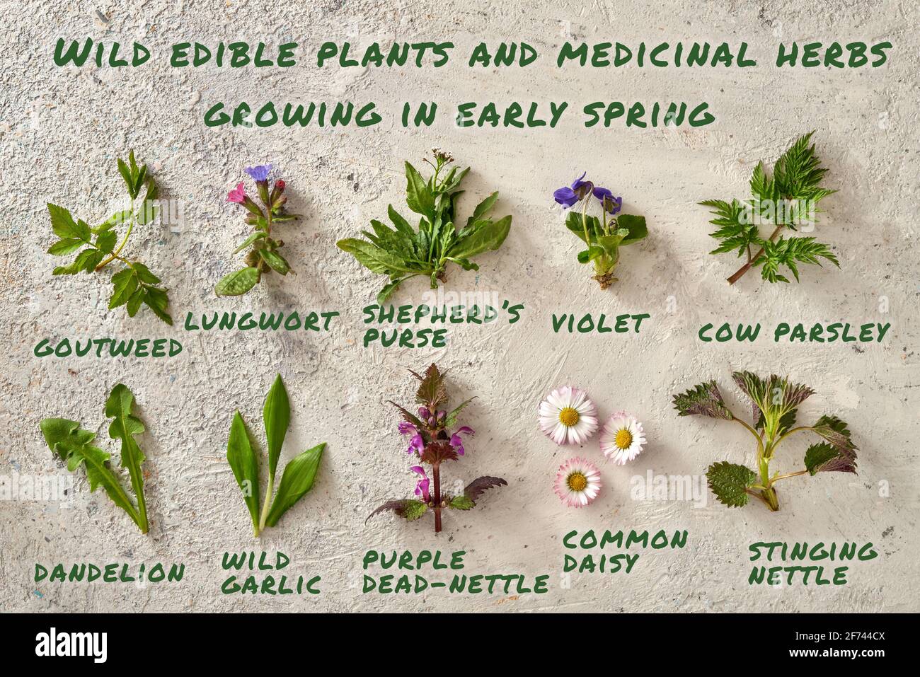 Dandelion, nettle, wild garlic, cow parsley and other wild edible plants and medicinal herbs growing in early spring, with inscriptions Stock Photo
