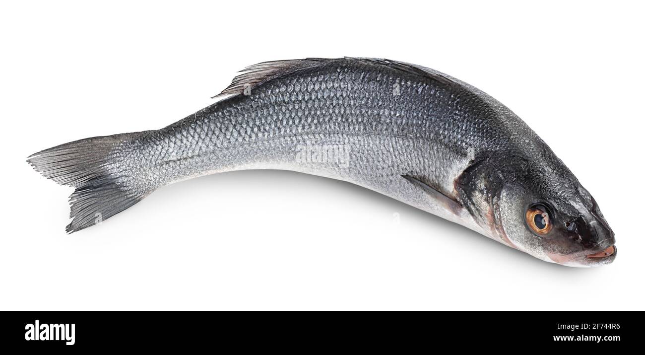 Sea bass fich isolated on white background with clipping path and full ...