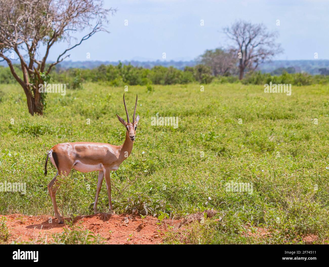 Antelope with big horns stands in the grass and chews in Tsavo East, Kenya. It is a wildlife photo from Africa. It's a beautiful sunny day. Stock Photo
