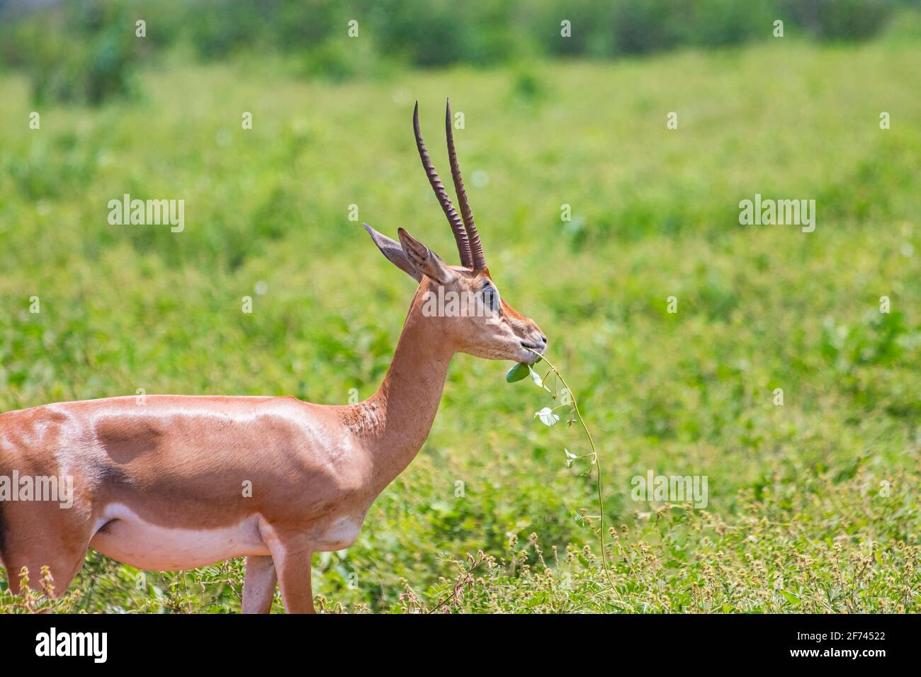 Antelope with big horns stands in the grass and chews in Tsavo East, Kenya. It is a wildlife photo from Africa. It's a beautiful sunny day. Stock Photo