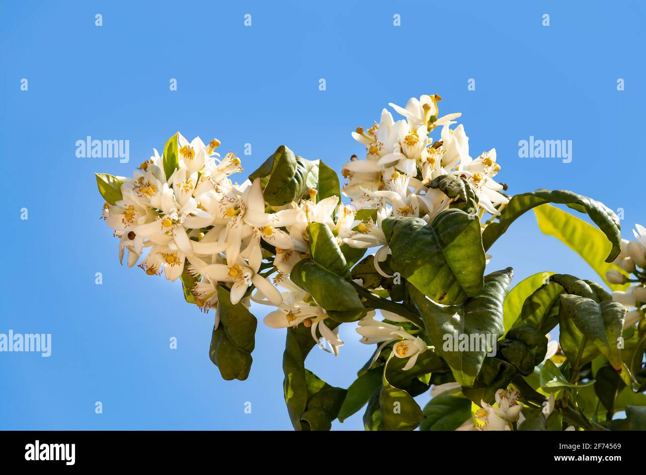 Orange blossom is the name of the white flowers of the orange tree, lemon tree and citron. The name is popularly associated with the orange blossom, t Stock Photo