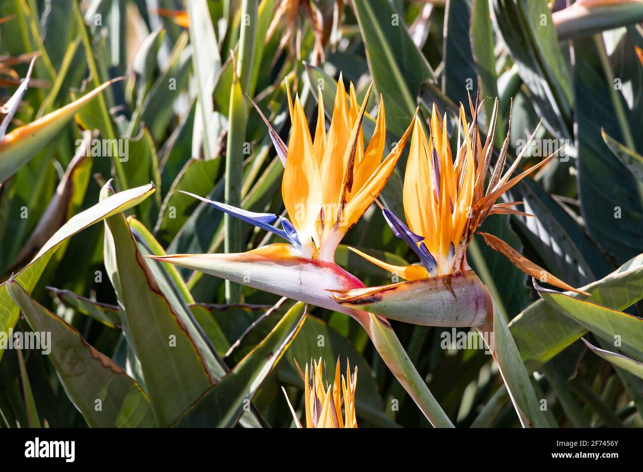 Strelitzia reginae, popularly called bird of paradise, is a herbaceous species native to South Africa. It is widely cultivated as an ornamental plant Stock Photo