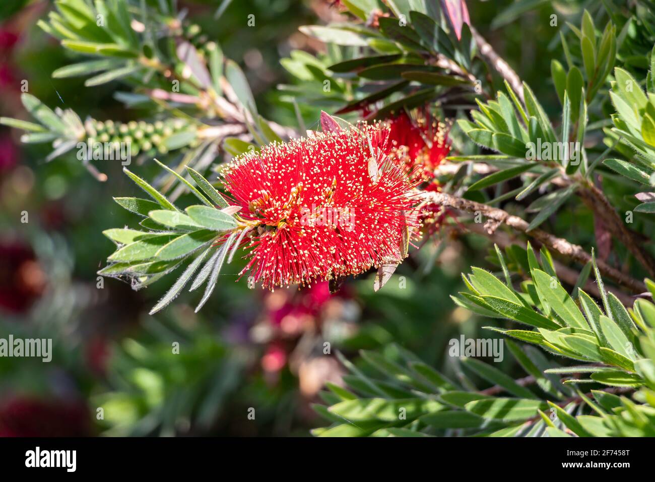 Callistemon citrinus Curtis Skeels, common name of brush tree or red broom, is a shrub of the Myrtaceae family, native to the states of Queensland, Ne Stock Photo