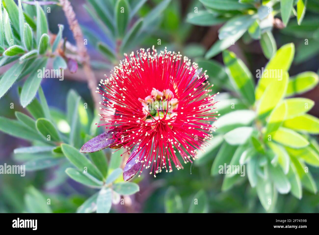 Callistemon citrinus Curtis Skeels, common name of brush tree or red broom, is a shrub of the Myrtaceae family, native to the states of Queensland, Ne Stock Photo