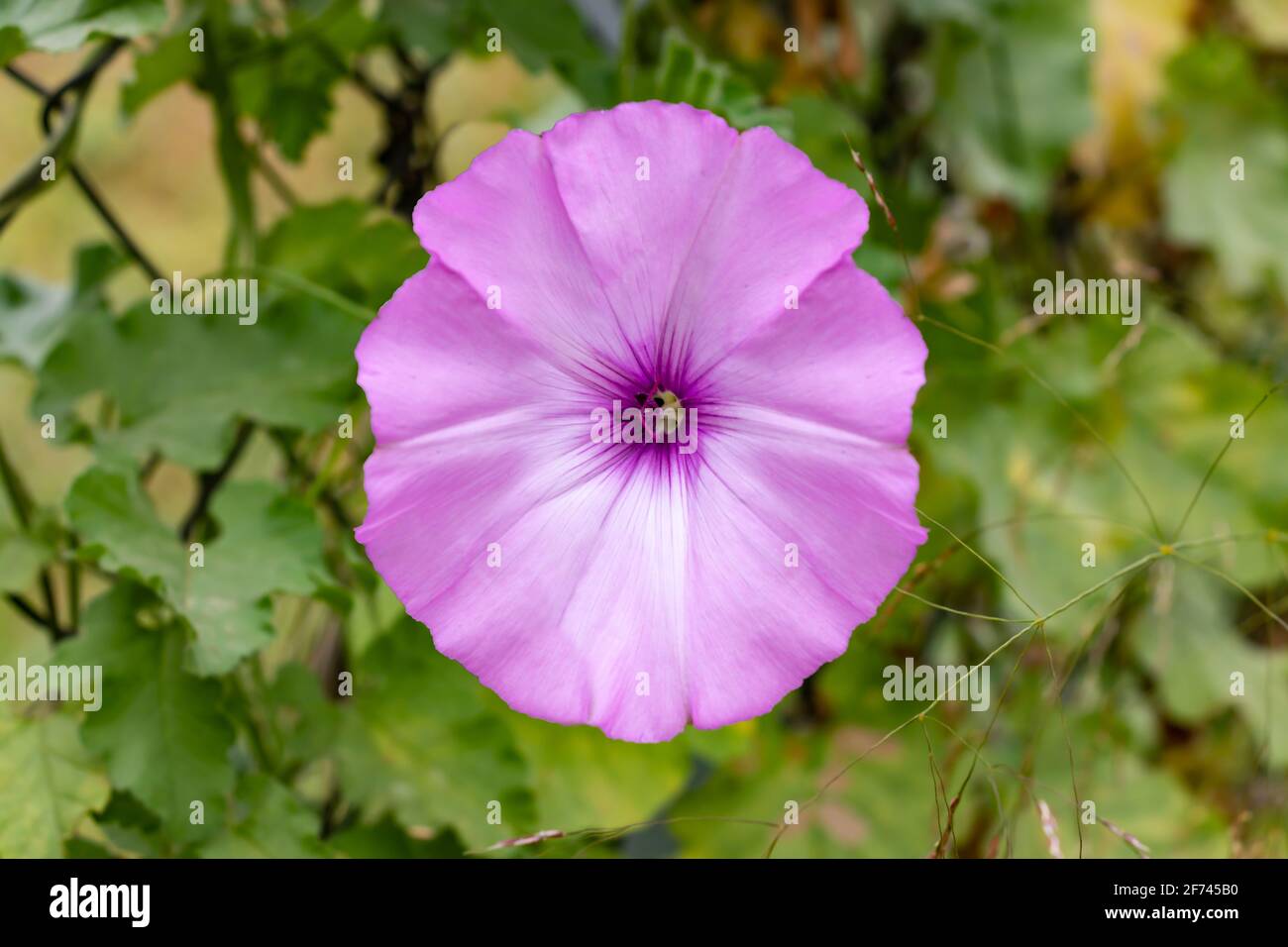 Convolvulus althaeoides is a species of morning glory known by the common names mallow bindweed and mallow-leaved bindweed. Ipomoea sagittata, saltmar Stock Photo