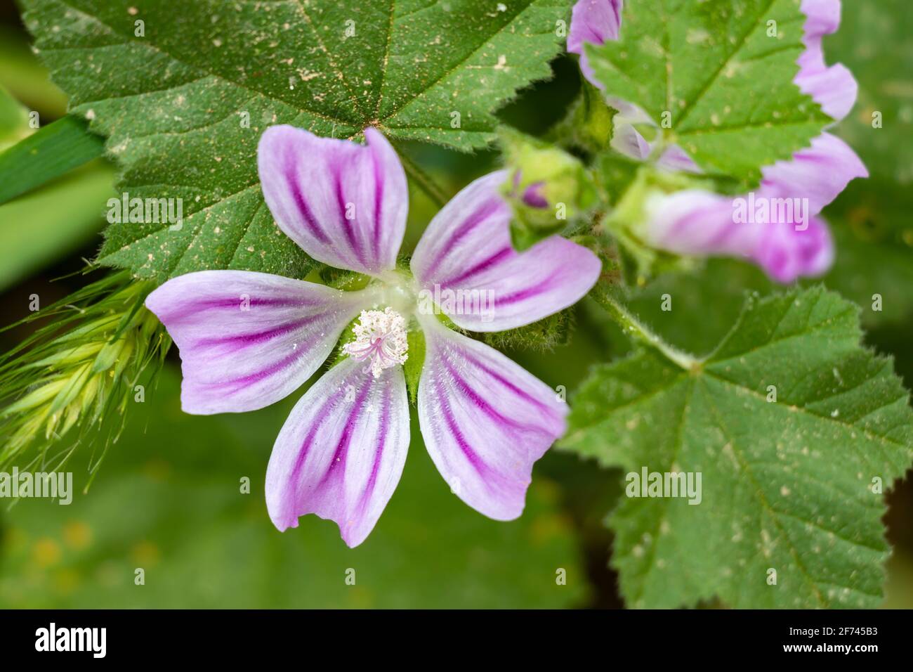 Malva sylvestris is a species of the mallow genus Malva in the family of Malvaceae. Known as common mallow, it acquired the names of cheeses, high mal Stock Photo