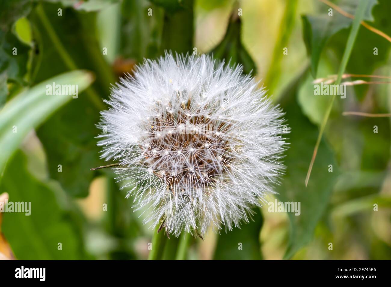Dandelion flower, Bitter chicory or radicheta, Taraxacum officinale, whose yellow flower is known as dandelion, is a plant of the Asteraceae family Stock Photo