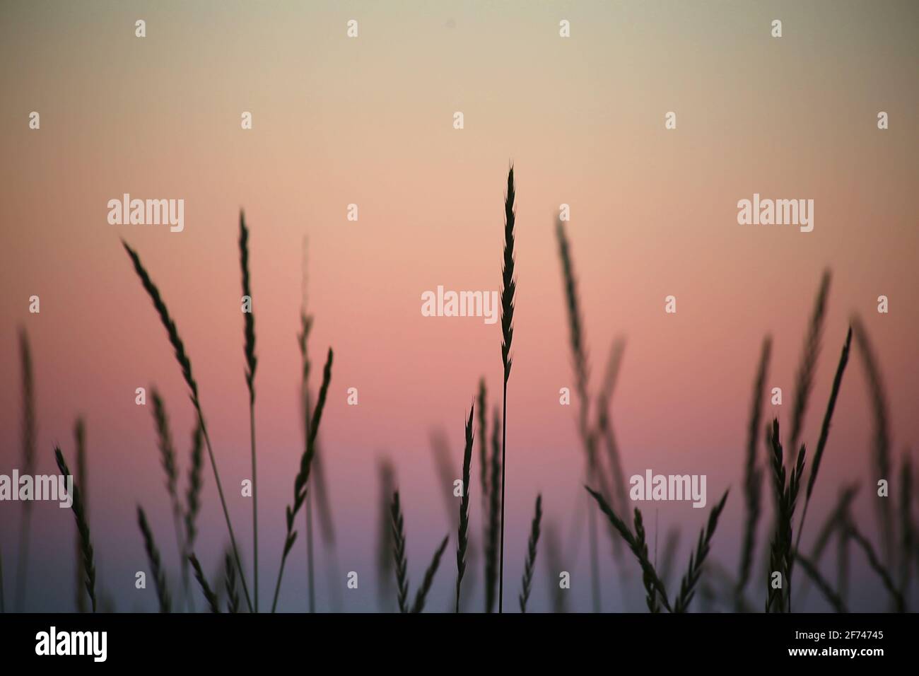 Silhouette close up view of wheatgrass at dusk with purple pink glow sky background relax soft focus Stock Photo