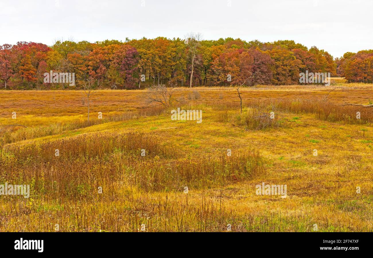 Fall Colors on a Leatherleaf Bog in Moraine Hills State Park in Illinois Stock Photo