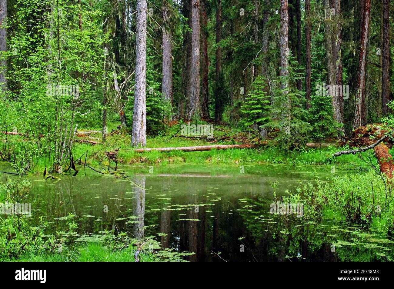 Wetland pond in an old-growth forest. Kootenai National Forest in the Yaak Valley, Northwest Montana. (Photo by Randy Beacham) Stock Photo