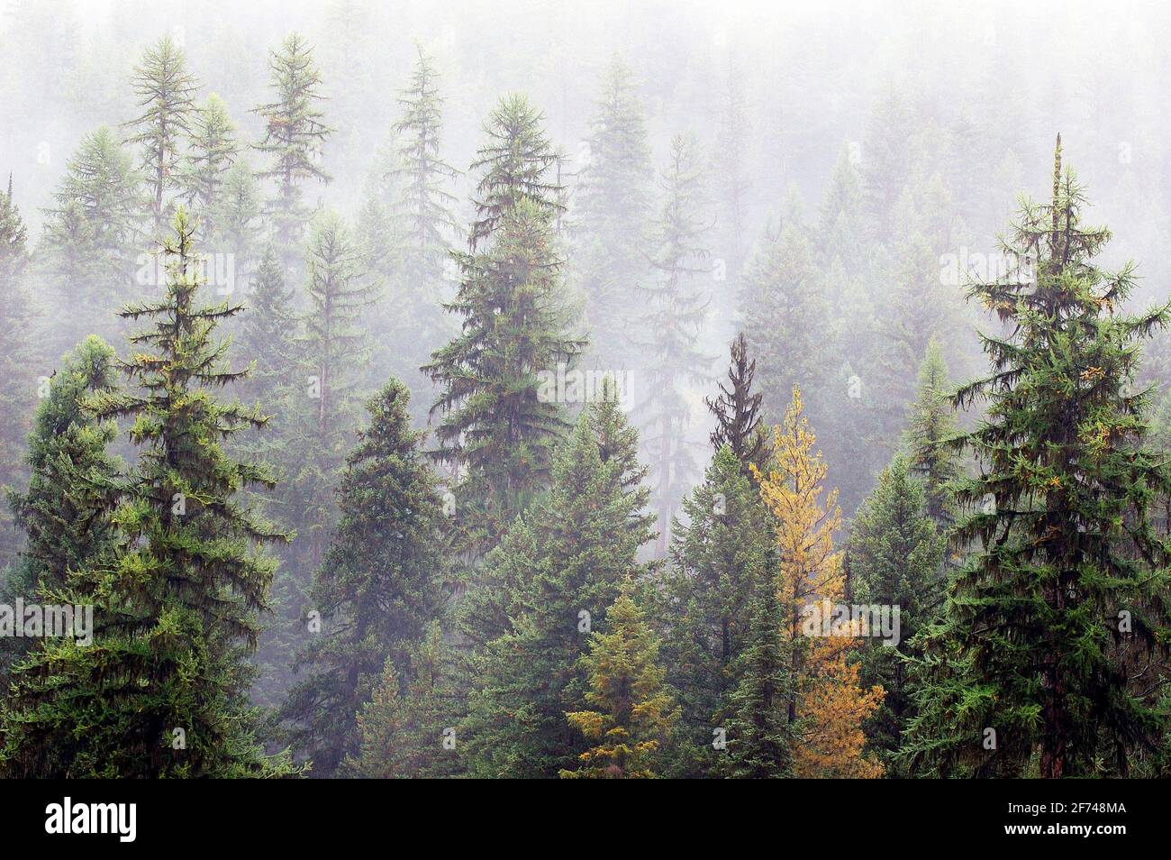 Old-growth western larch forest during rainstorm. Kootenai National Forest in the Purcell Mountains, northwest Montana. (Photo by Randy Beacham) Stock Photo