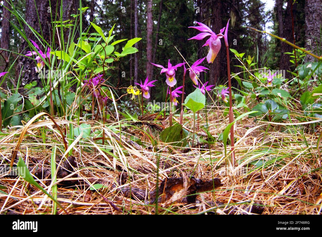 Fairy Slipper colony (Calypso bulbosa) in an old-growth forest. Yaak Valley, Montana. (Photo by Randy Beacham) Stock Photo
