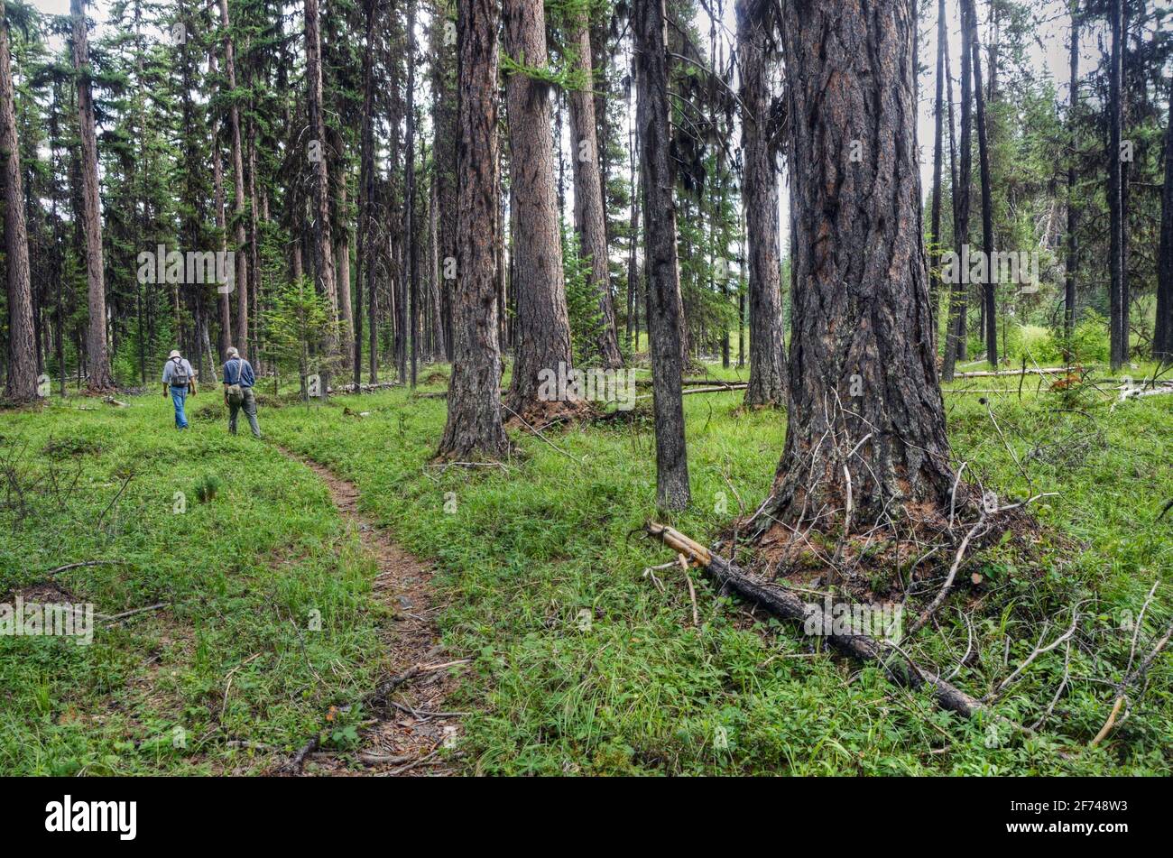 Walking through a valley bottom old-growth western larch forest. Yaak Valley, northwest Montana. (Photo by Randy Beacham) Stock Photo