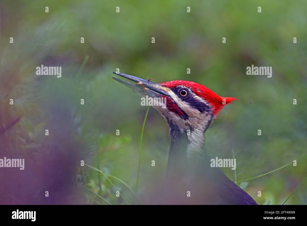 Pileated woodpecker foraging for ants with one ant on its beak. Yaak Valley, northwest Montana. (Photo by Randy Beacham) Stock Photo